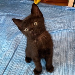 エイズキャリア　黒猫優しい性格です