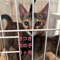 アビシニアン風子猫　さつき　3ヶ月齢　女の子