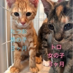 むぎわら　女の子　3ヶ月齢　子猫　トロ
