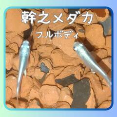 ☆無選別☆　幹之メダカ　みゆき　鉄仮面　夏休み　自由研究　若魚1...
