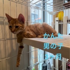 茶トラ　男の子　3ヶ月齢　子猫　かんた
