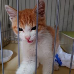 生後3か月ほどの子猫　ねこねこネットワークからの依頼です