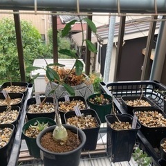 【受付終了】火星人　フォッケアエデュレス　塊根植物　観葉植物　ビ...