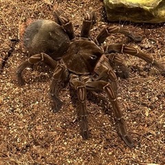 タランチュラ　奇蟲の画像