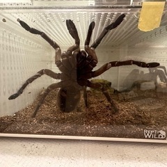 タランチュラ　奇蟲
