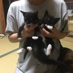 子猫差し上げます