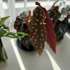 生活雑貨 家庭用品 ガーデニングの画像