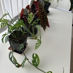 生活雑貨 家庭用品 ガーデニングの画像