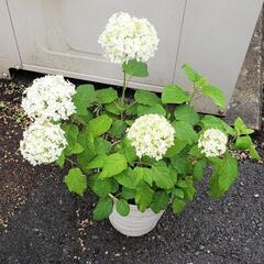6/25現在　開花しました！紫陽花　アナベル　大株　ガーデニングの画像