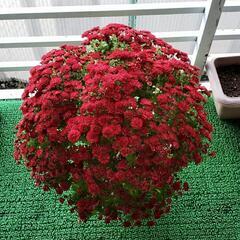 7/8現在　まあるく咲く　真紅のポットマム　小菊の画像