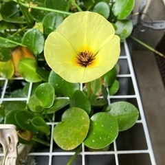 メダカ　（特）　朱系夜桜　7匹の画像