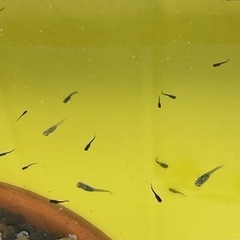 メダカ あげます　2025-1の画像