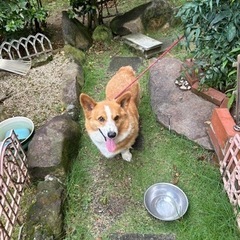 可愛いコーギー犬　こたろー君 - 北九州市