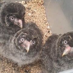 カラフトフクロウCB　2024　子供　かわいい～