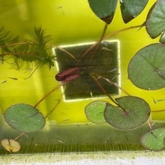 MIXメダカ　若魚、幼魚 何匹でもの画像