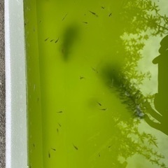 MIXメダカ　若魚、幼魚 何匹でもの画像
