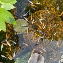 MIXメダカ　若魚、幼魚 何匹でも