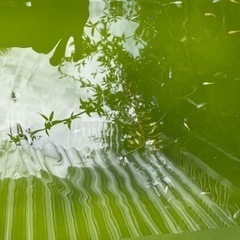 MIXメダカ　若魚、幼魚 何匹でもの画像