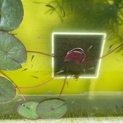 MIXメダカ　若魚、幼魚 何匹でもの画像