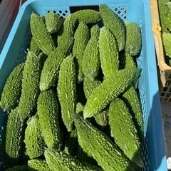今朝収穫したゴーヤー 1キロ350円