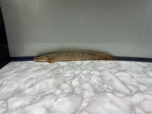 900水槽フルセット　　　生体付き