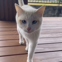 お外暮らしの猫を迎えてくれる方募集