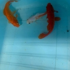 金魚　　残り3匹