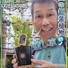 ⭕️受付終了⭕️✅夏の観葉植物✅タマシダ✅ネフロレピス✅カフェピ...