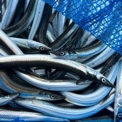 ヒラメ釣り用　オオナゴ