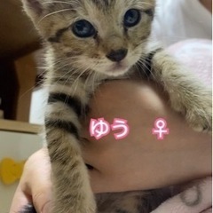 可愛い子猫