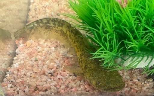 イワトコナマズ赤ちゃん