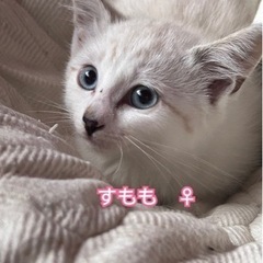 3ヶ月の子猫ちゃん兄妹