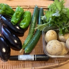 無農薬朝どれ野菜セットＡ