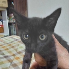 子猫ちゃん2匹の里親募集します。