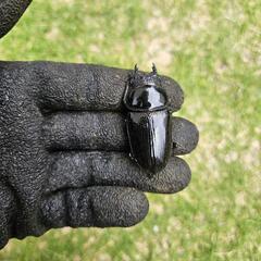 【取引中】オオクワガタ　能勢SR ペアの画像