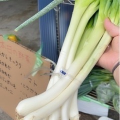 新鮮野菜　直売所　無人販売の画像