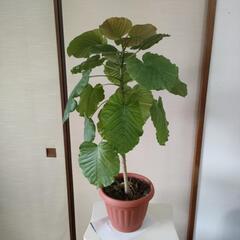 ウンベラータ　鉢付き　高さ95cm✕横50cmの画像