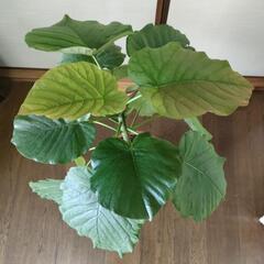 ウンベラータ　鉢付き　高さ95cm✕横50cmの画像