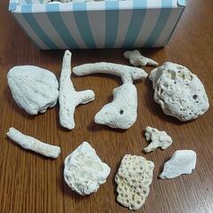 サンゴや貝がら    ハンドメイドや工作に