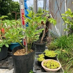 生活雑貨 家庭用品 ガーデニング