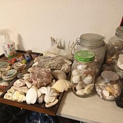 南国の貝殻　色々の画像