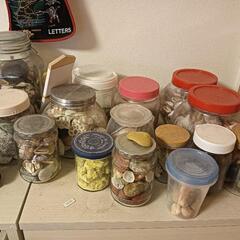 南国の貝殻　色々