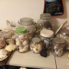 南国の貝殻　色々の画像