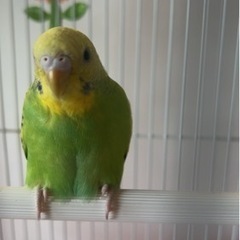インコ