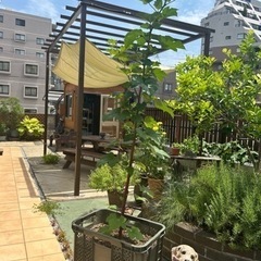 木苺　
ラズベリー大苗　