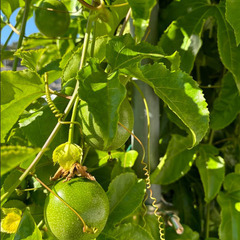 ブルーベリー摘みと旬の野菜ランチで都市農業の魅力を知る　～まちデザイン市民講座#3の画像
