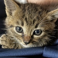 【募集終了】子猫の里親さん募集①
