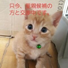 茶トラ子猫さんの里親募集中です！