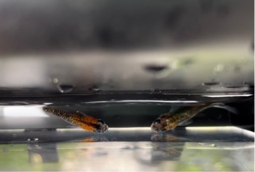 灯 メダカの卵と針子