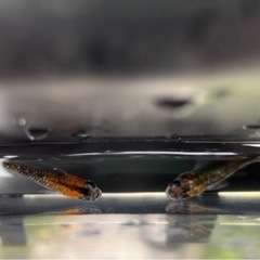 灯 メダカの卵と針子